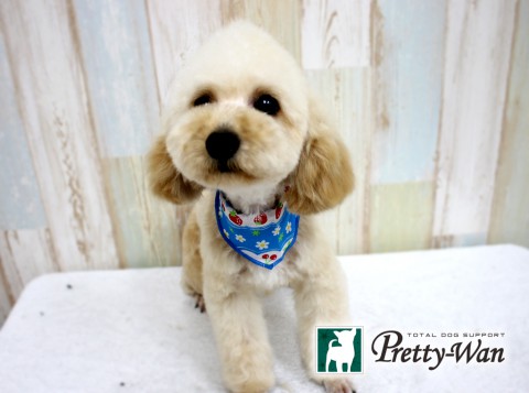 イワヤマジョン160427