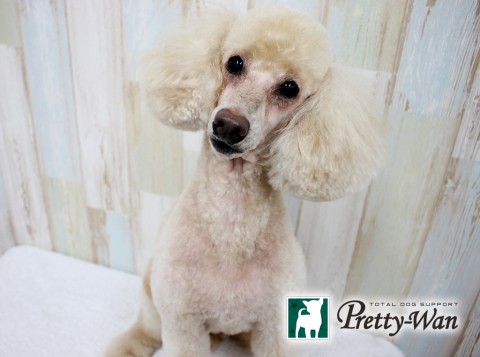 ヤナギハラミシェルル160502