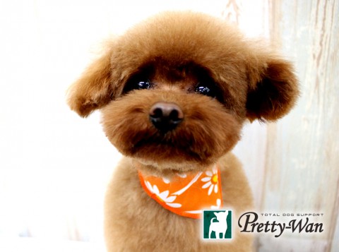 ドドレオン160514