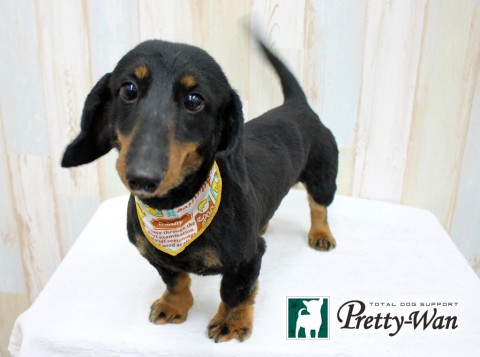 ゴトウダイズ160316