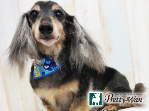 カワモトコウセツ160323