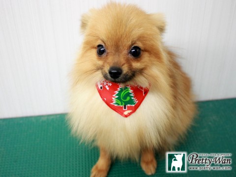 サカモトリン151207