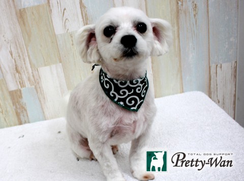 フジイシロ160511