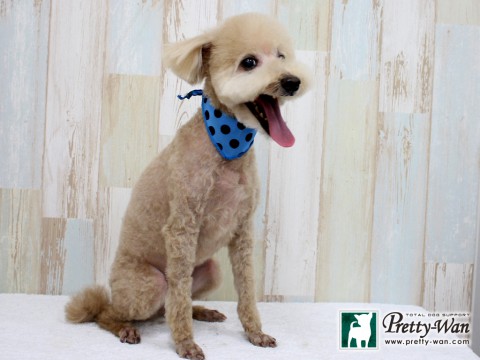 ヤマカワトマト160210