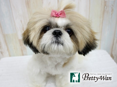 サトウココア160614