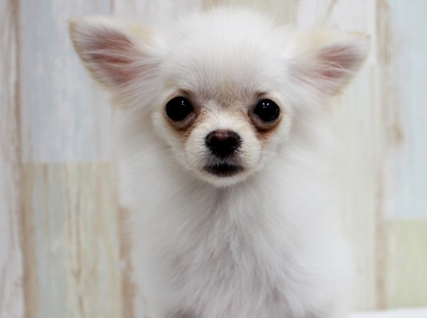 マツダメル160604