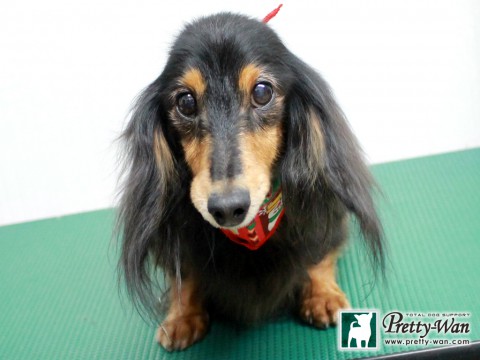 ハラダメグ151209