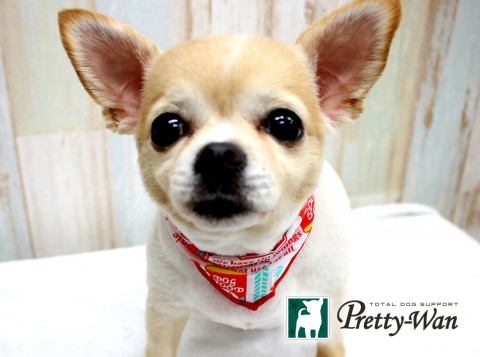 イケノヒマワリ160507