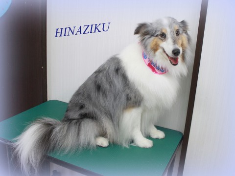 ハセガワヒナギク150510