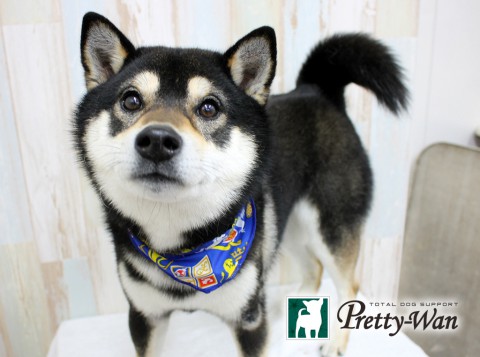 ナカノコタロウ160406