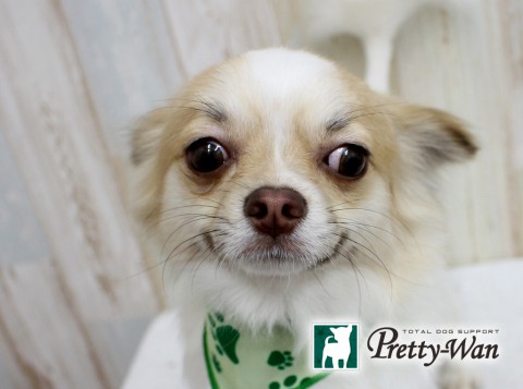 イトウアトム160523