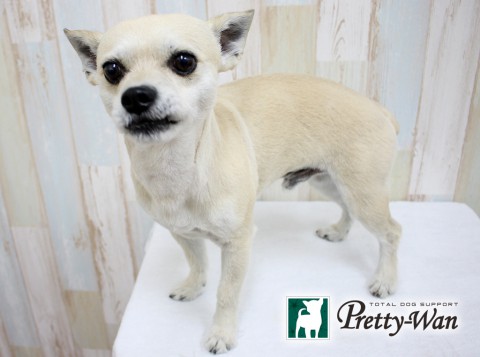 カシマホクト160302