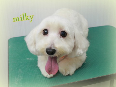 4月3日渡辺ミルキー