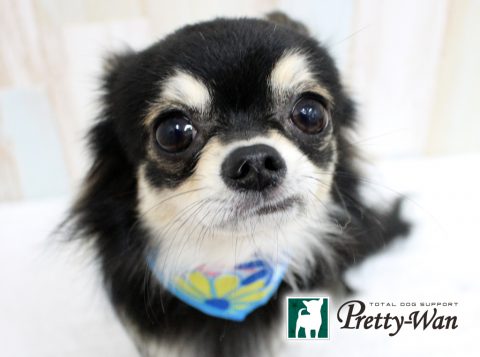 カンダルーク160613