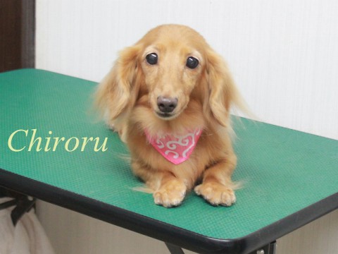 イケダチロル150906