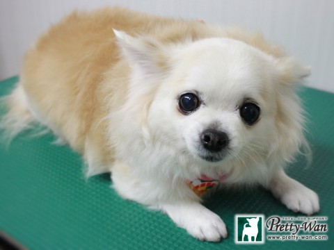 ナカオココロ151226