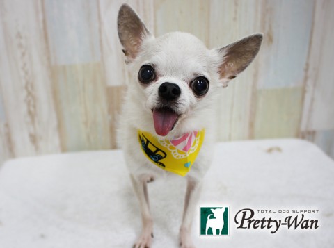 ハナイマロン160413