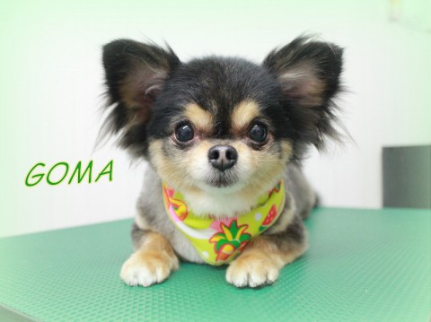 3月24日高橋ごま