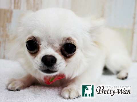 カトウモネ160515