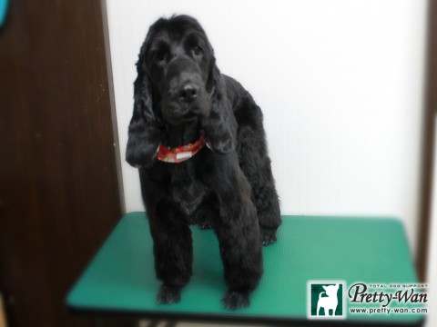 ヤマモトモズク151214