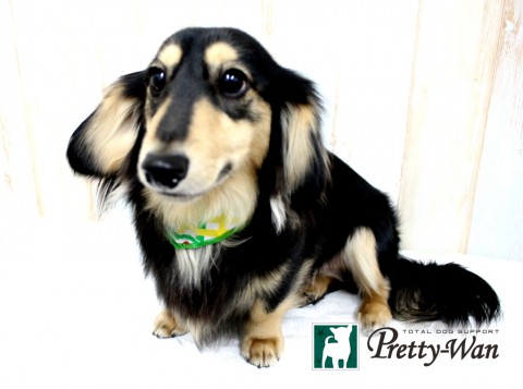 イワタエルマー160429