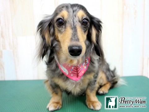 ヤギチョコ160209