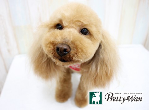 ハヤミスミレ160508