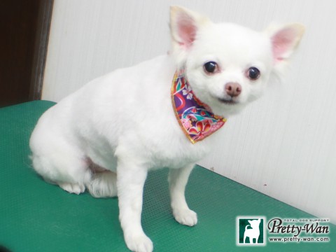 タカハシバニラクィーン151228