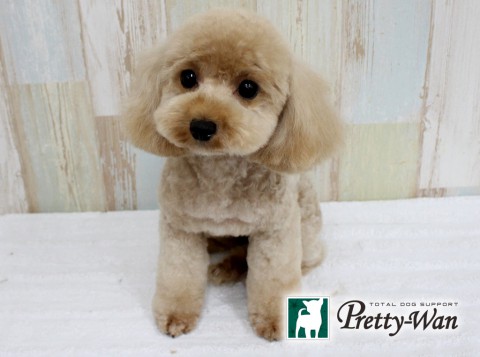 ミノヤマハロ160612