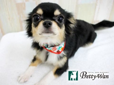 ニシカワマロン160429