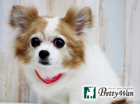 イケダスミレ160326