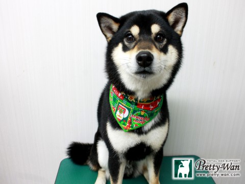 マカノコタロウ151221