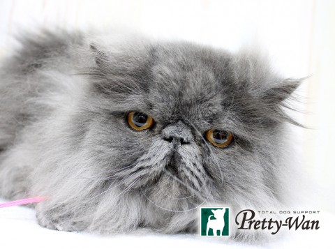 ヤマダライガ160410