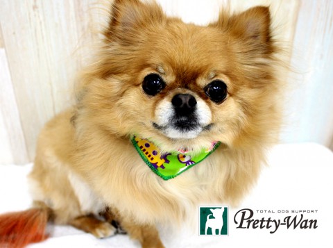 イケダジュニア160430