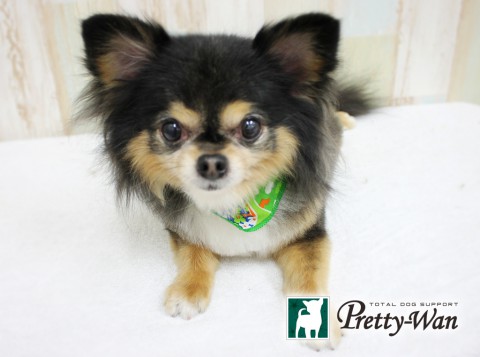 タカハシゴマ160420