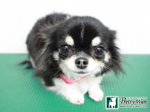 ミゾグチコハル160116