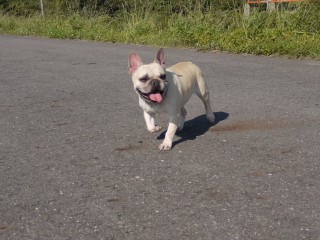 tonton